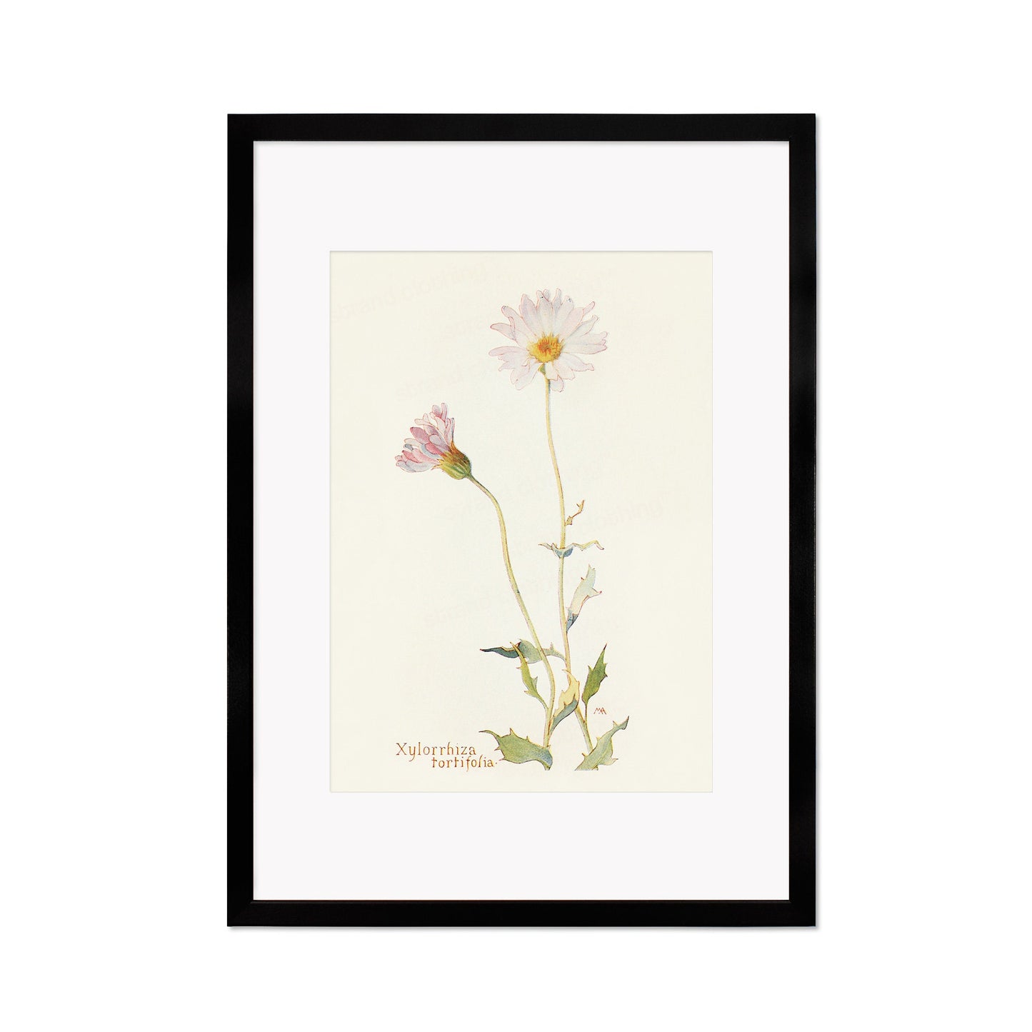 Framed Mounted Antique Botanical Art Print Poster Wall Flowers Floral Drawing Leaf Daisy Nature Leaf Plant Illustration Edwardian Elegant A2