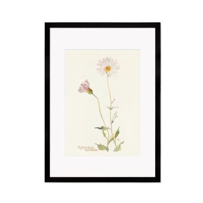 Framed Mounted Antique Botanical Art Print Poster Wall Flowers Floral Drawing Leaf Daisy Nature Leaf Plant Illustration Edwardian Elegant A2