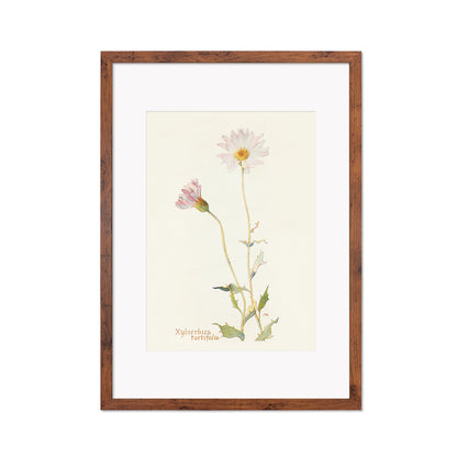Framed Mounted Antique Botanical Art Print Poster Wall Flowers Floral Drawing Leaf Daisy Nature Leaf Plant Illustration Edwardian Elegant A2