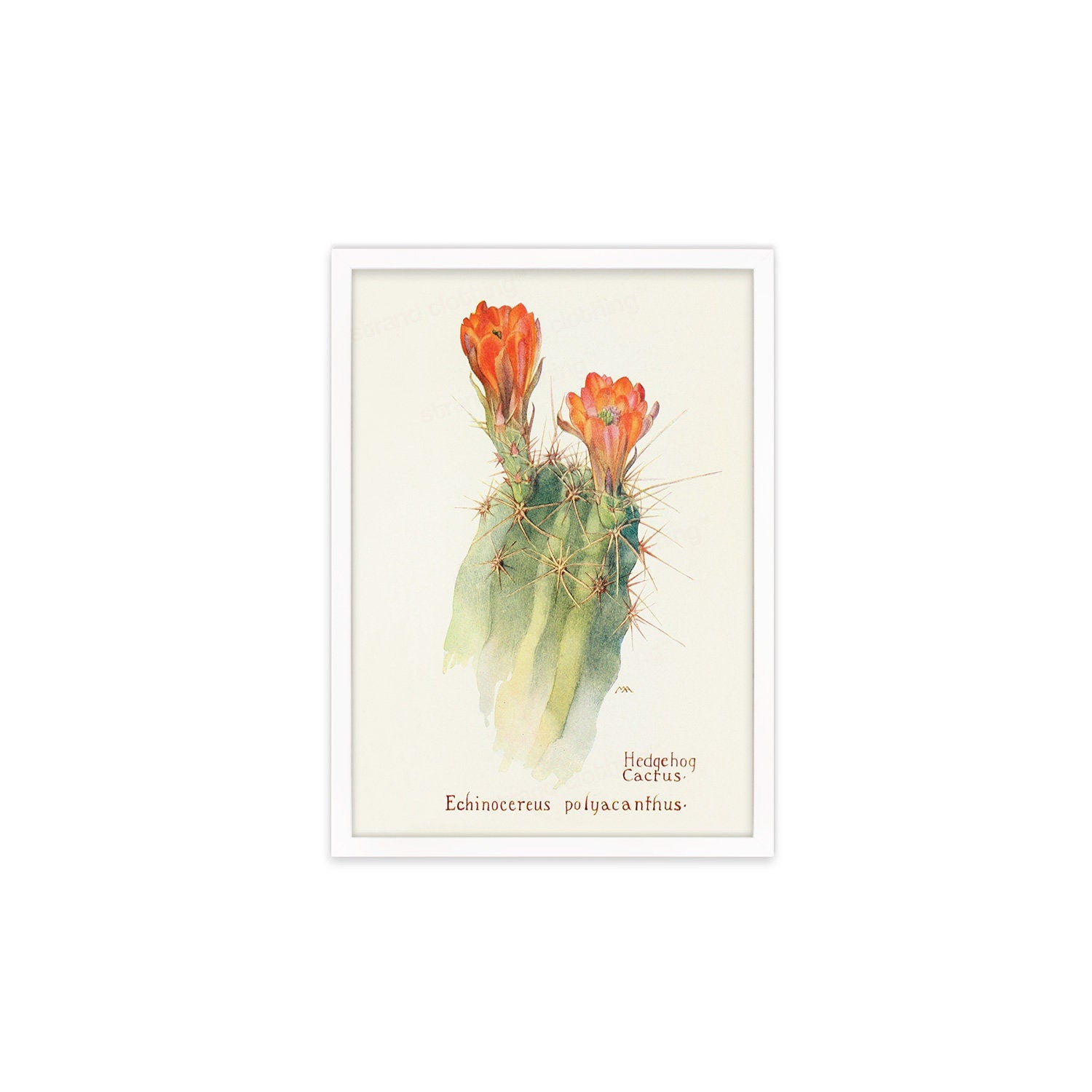 Framed Mounted Antique Botanical Art Print Poster Wall Decor Flowers Floral Cactus Cacti Succulents Nature Leaf Plant Illustration Edwardian
