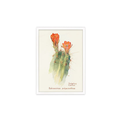 Framed Mounted Antique Botanical Art Print Poster Wall Decor Flowers Floral Cactus Cacti Succulents Nature Leaf Plant Illustration Edwardian