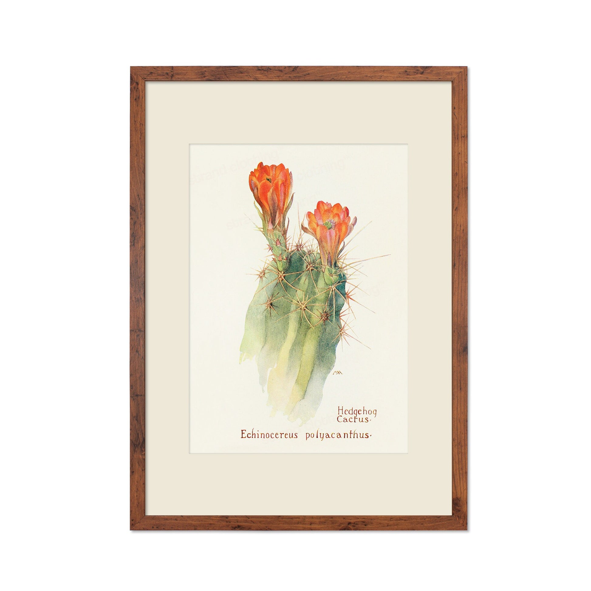Framed Mounted Antique Botanical Art Print Poster Wall Decor Flowers Floral Cactus Cacti Succulents Nature Leaf Plant Illustration Edwardian