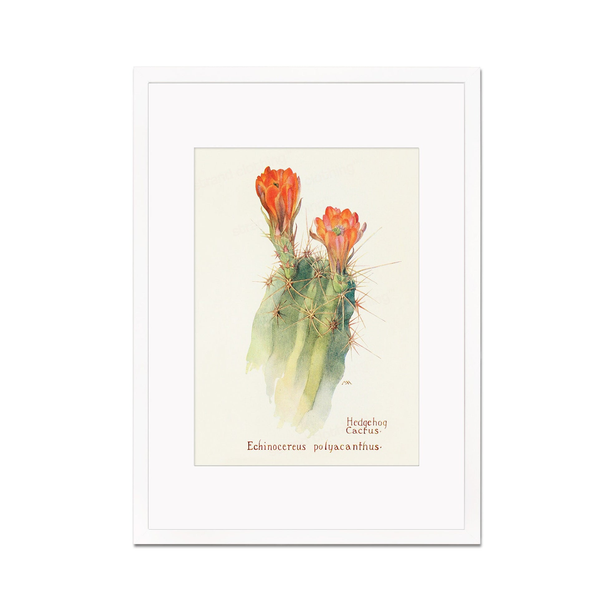 Framed Mounted Antique Botanical Art Print Poster Wall Decor Flowers Floral Cactus Cacti Succulents Nature Leaf Plant Illustration Edwardian