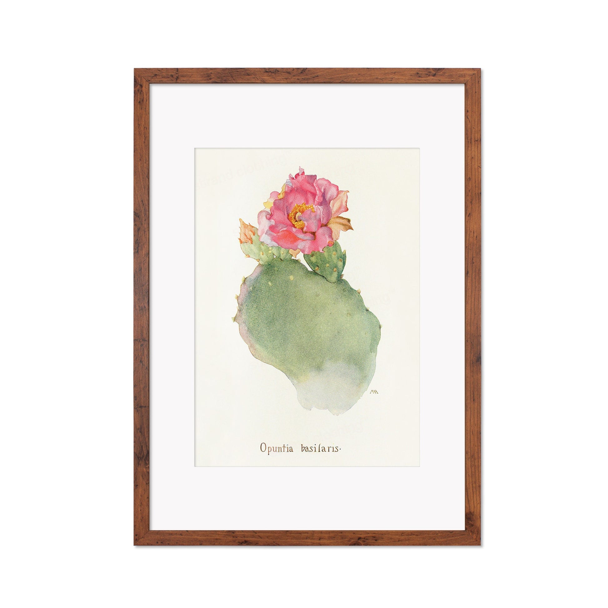 Framed Mounted Antique Botanical Art Print Poster Wall Flowers Floral Cactus Cacti Succulents Nature Leaf Plant Illustration Edwardian A2