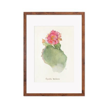 Framed Mounted Antique Botanical Art Print Poster Wall Flowers Floral Cactus Cacti Succulents Nature Leaf Plant Illustration Edwardian A2