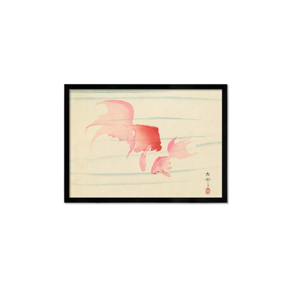 Japanese Art Goldfish Framed Mounted Ukiyo-e Wall Decor Print Poster Woodblock Koson Shoson Two Veil Tails Fish Beautiful Watercolour Nature