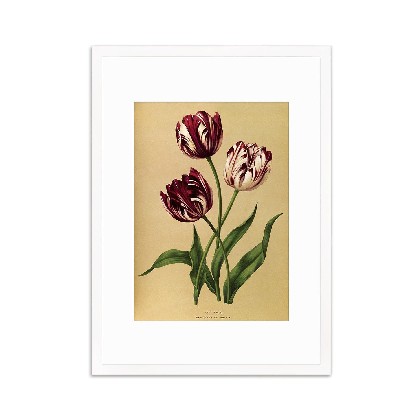 Tulips Framed Mounted Wall Art Decor Print Poster Botanical Antique Vintage Old Victorian Illustration Nature Plant Beautiful Flowers Purple