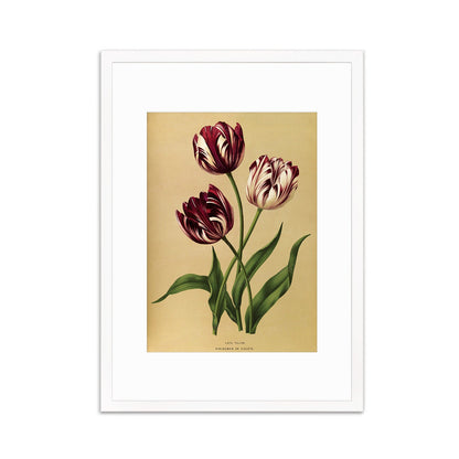 Tulips Framed Mounted Wall Art Decor Print Poster Botanical Antique Vintage Old Victorian Illustration Nature Plant Beautiful Flowers Purple