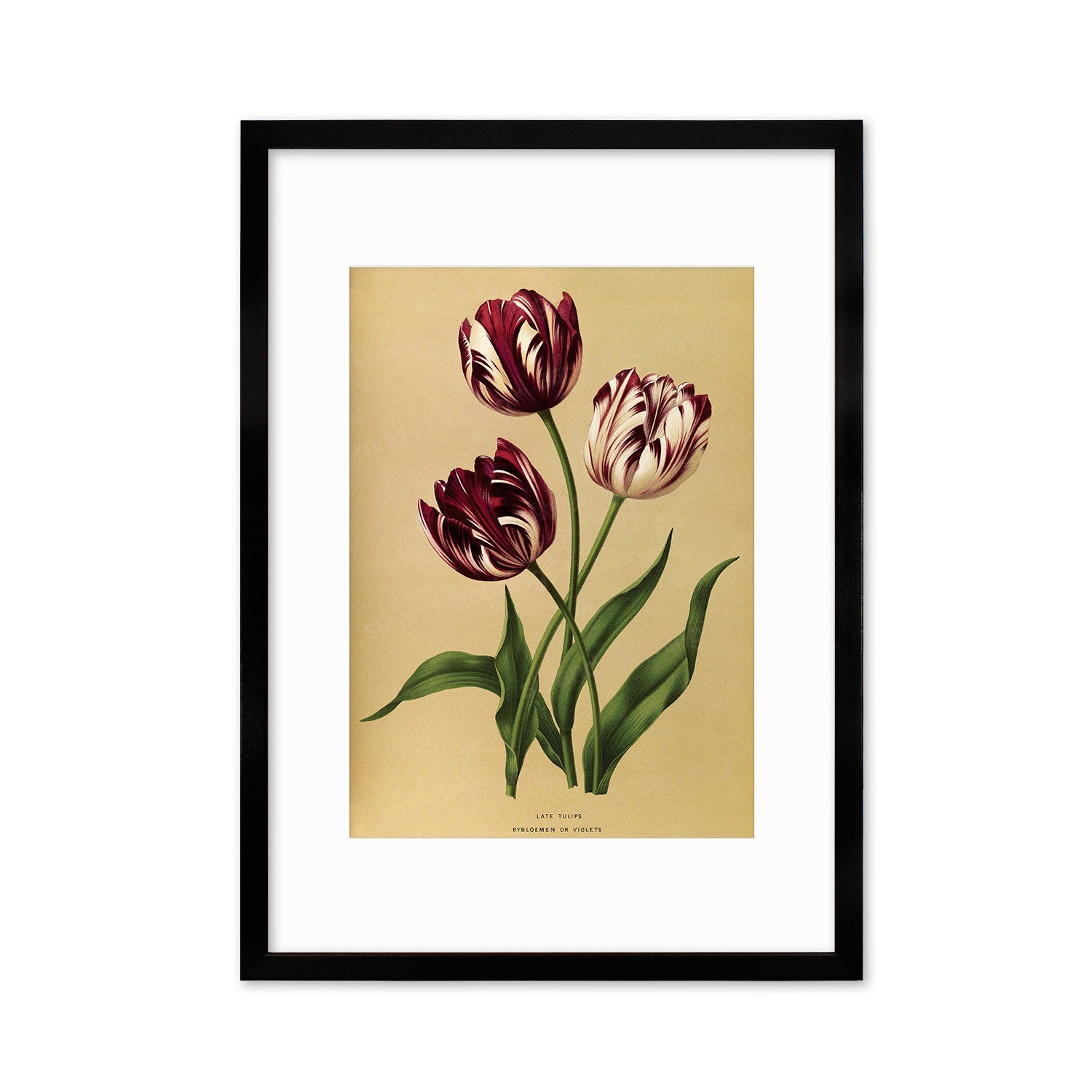 Tulips Framed Mounted Wall Art Decor Print Poster Botanical Antique Vintage Old Victorian Illustration Nature Plant Beautiful Flowers Purple