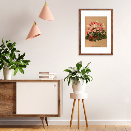Cyclamen Framed Mounted Wall Art Decor Print Poster Botanical Antique Vintage Old Victorian Illustration Nature Plant Beautiful Flower Herbs