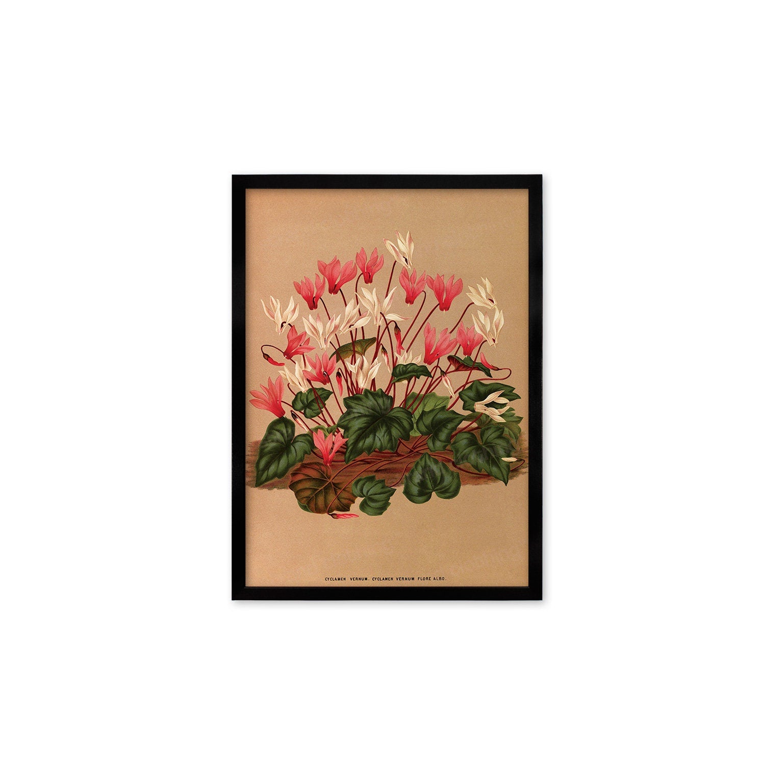 Cyclamen Framed Mounted Wall Art Decor Print Poster Botanical Antique Vintage Old Victorian Illustration Nature Plant Beautiful Flower Herbs