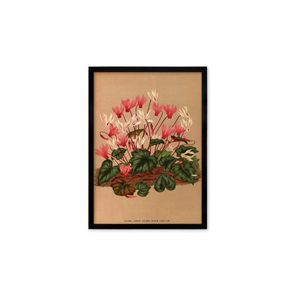 Cyclamen Framed Mounted Wall Art Decor Print Poster Botanical Antique Vintage Old Victorian Illustration Nature Plant Beautiful Flower Herbs