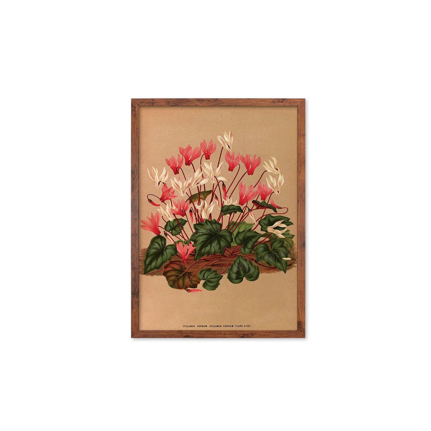 Cyclamen Framed Mounted Wall Art Decor Print Poster Botanical Antique Vintage Old Victorian Illustration Nature Plant Beautiful Flower Herbs