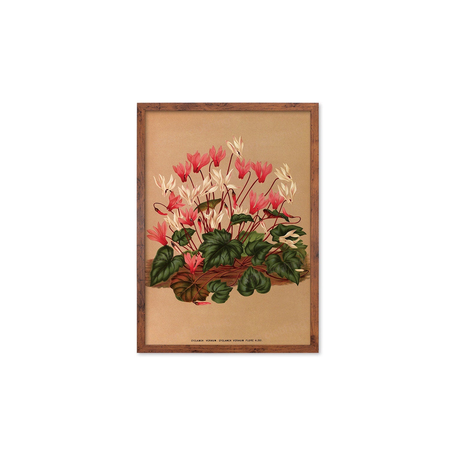 Cyclamen Framed Mounted Wall Art Decor Print Poster Botanical Antique Vintage Old Victorian Illustration Nature Plant Beautiful Flower Herbs
