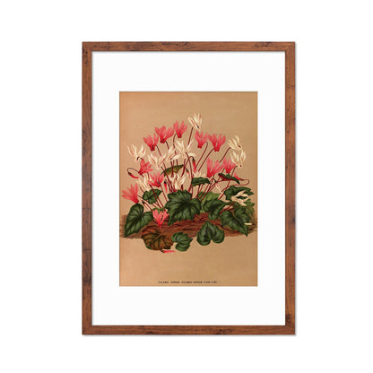 Cyclamen Framed Mounted Wall Art Decor Print Poster Botanical Antique Vintage Old Victorian Illustration Nature Plant Beautiful Flower Herbs