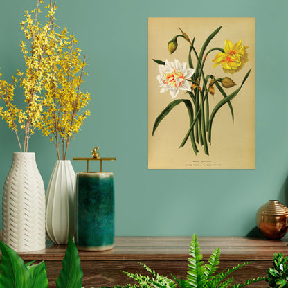 Antique Botanical Art Print Poster Vintage Wall Art Flowers Floral Narcissus Daffodil Leaf Plant Illustration Victorian Herbs Beautiful A3