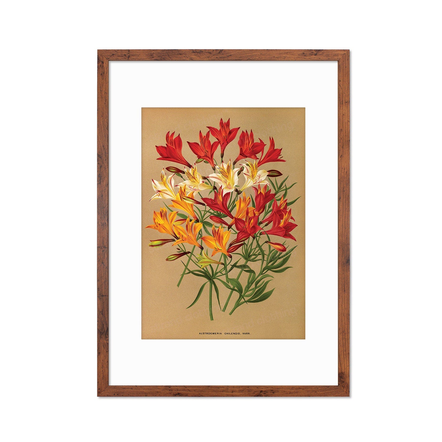 Alstroemeria Lily Framed Mounted Wall Art Decor Print Poster Botanical Antique Vintage Retro Victorian Illustration Nature Beautiful Flower