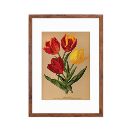 Red Tulips Framed Mounted Wall Art Decor Print Poster Botanical Antique Vintage Retro Victorian Illustration Nature Plants Beautiful Flowers
