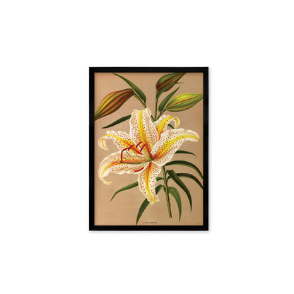 White Lilies Framed Mounted Wall Art Decor Print Poster Botanical Antique Vintage Retro Victorian Illustration Nature Lily Beautiful Flowers