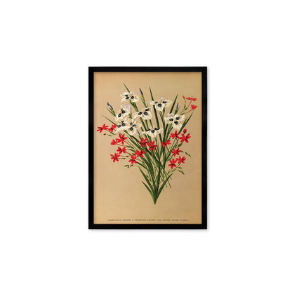 Irises Grasses Framed Art Mounted Wall Decor Print Poster Botanical Antique Vintage Victorian Illustration Nature Beautiful Flowers Bunch