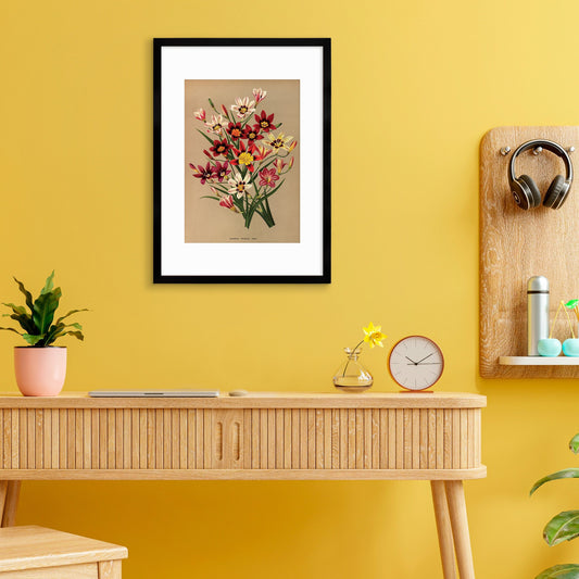 Sparaxis Harlequin Flowers Framed Art Mounted Wall Decor Print Poster Botanical Antique Vintage Retro Victorian Illustration Nature Pretty