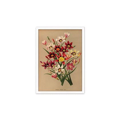 Sparaxis Harlequin Flowers Framed Art Mounted Wall Decor Print Poster Botanical Antique Vintage Retro Victorian Illustration Nature Pretty