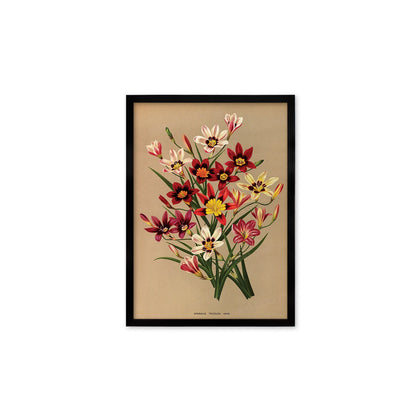 Sparaxis Harlequin Flowers Framed Art Mounted Wall Decor Print Poster Botanical Antique Vintage Retro Victorian Illustration Nature Pretty