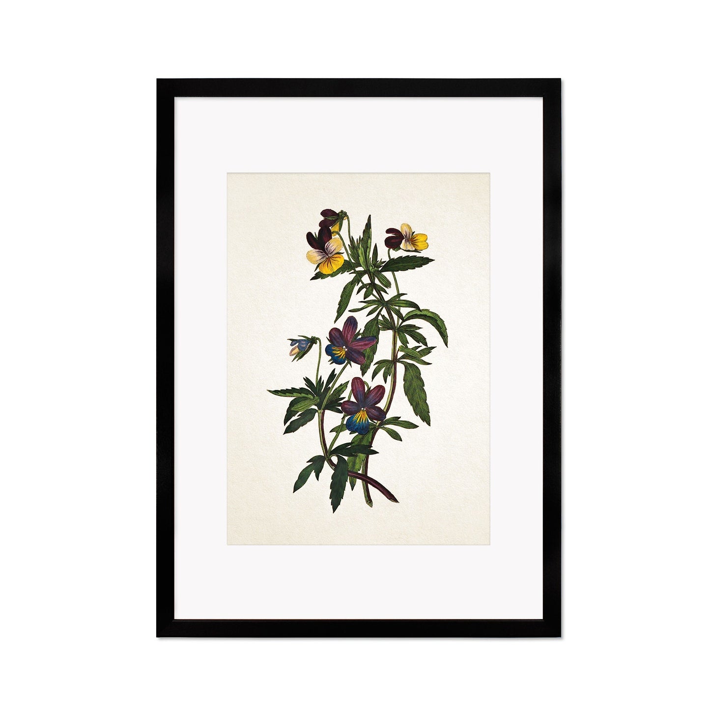 Framed Mounted Antique Botanical Art Print Poster Vintage Wall Flowers Floral Pansy Violets Nature Leaf Plant Illustration Victorian Pretty