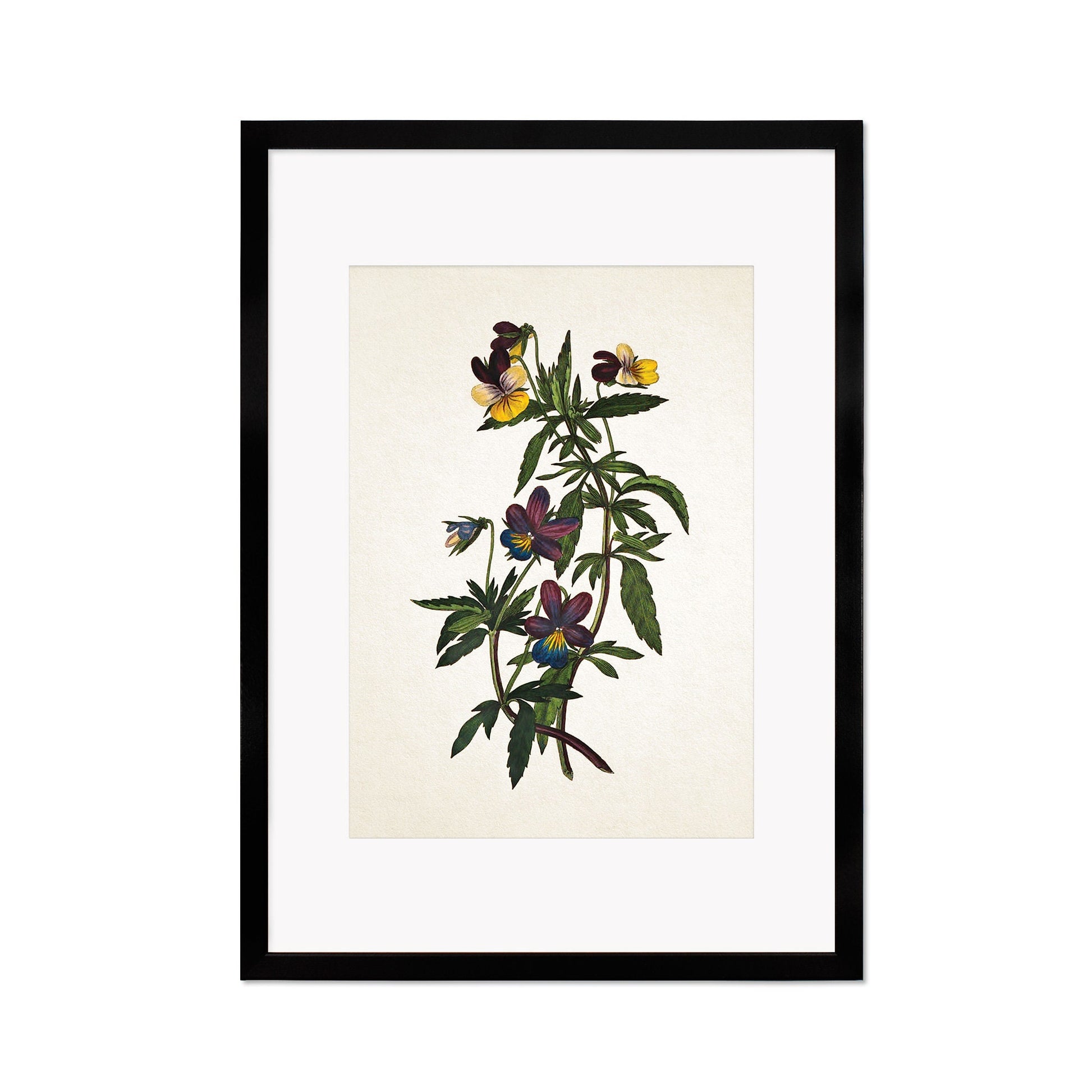 Framed Mounted Antique Botanical Art Print Poster Vintage Wall Flowers Floral Pansy Violets Nature Leaf Plant Illustration Victorian Pretty