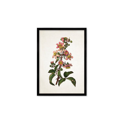 Framed Mounted Antique Botanical Art Print Poster Vintage Wall Flowers Floral Bramble Blackberry Nature Leaf Plant Illustration Victorian A2