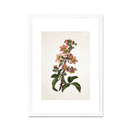 Framed Mounted Antique Botanical Art Print Poster Vintage Wall Flowers Floral Bramble Blackberry Nature Leaf Plant Illustration Victorian A2