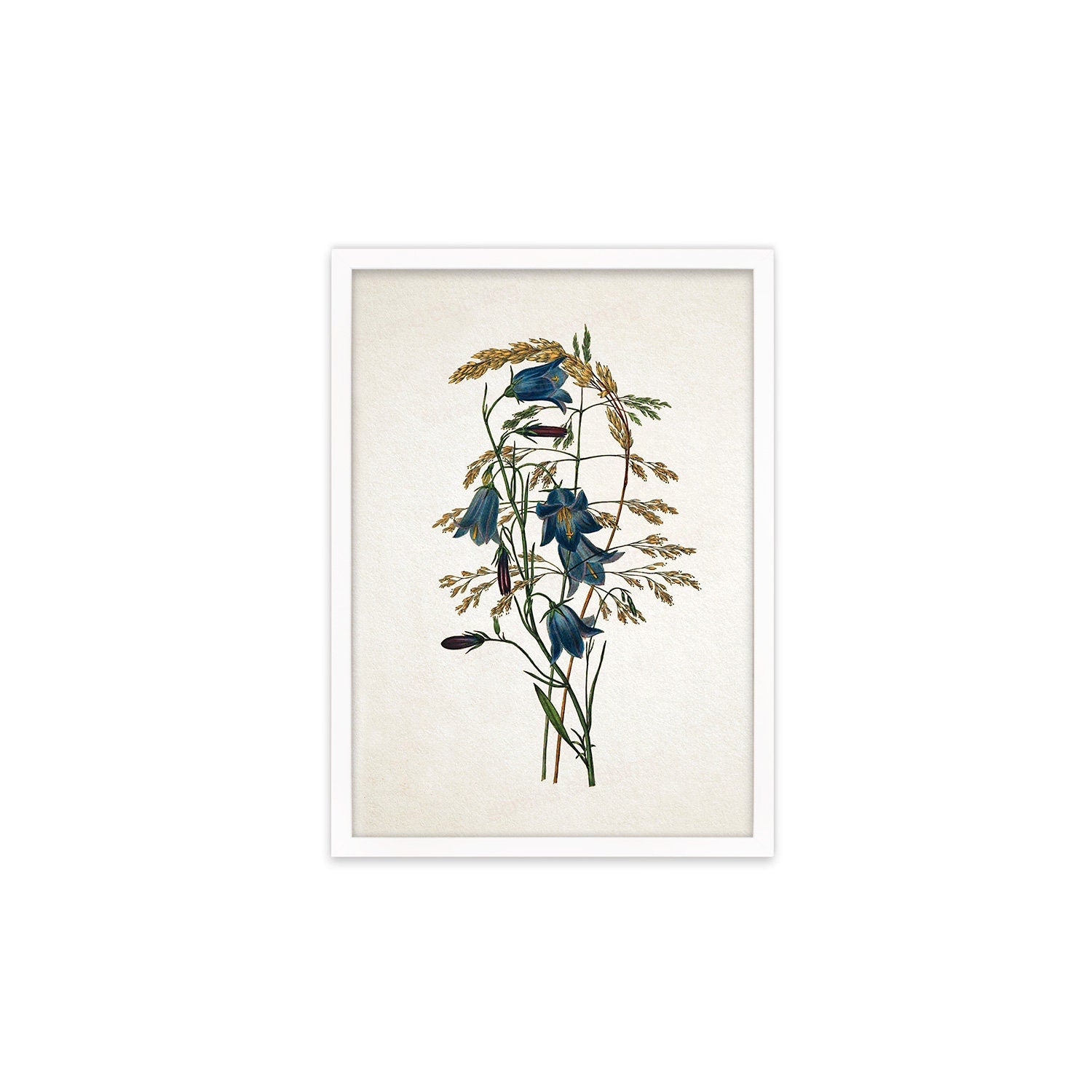 Framed Mounted Antique Botanical Art Print Poster Vintage Wall Flowers Floral Bluebell Harebell Nature Leaf Plant Illustration Victorian A2