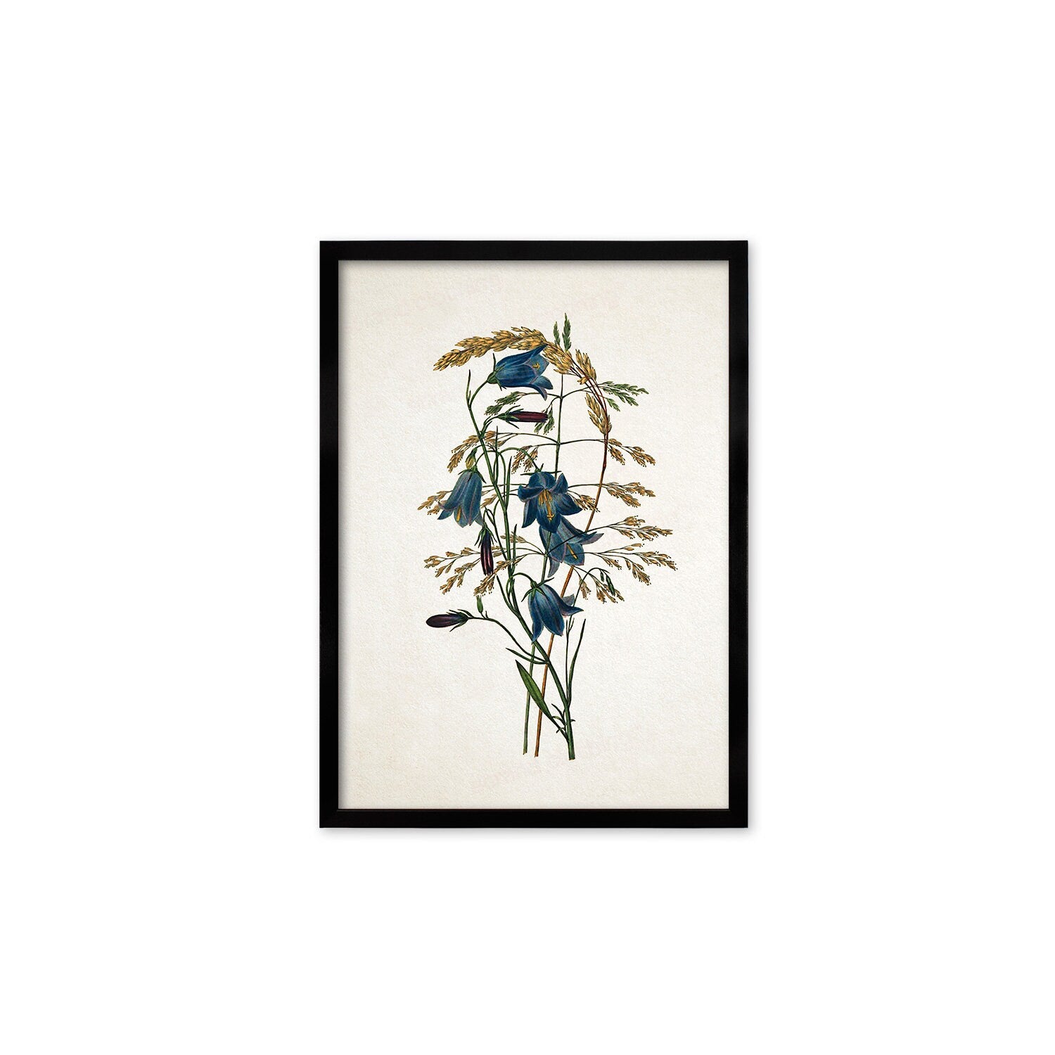 Framed Mounted Antique Botanical Art Print Poster Vintage Wall Flowers Floral Bluebell Harebell Nature Leaf Plant Illustration Victorian A2