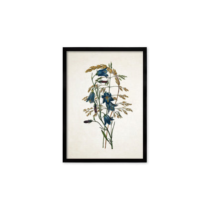 Framed Mounted Antique Botanical Art Print Poster Vintage Wall Flowers Floral Bluebell Harebell Nature Leaf Plant Illustration Victorian A2