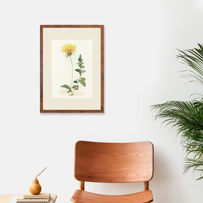 Framed Mounted Antique Botanical Art Print Poster Wall Decor Flowers Floral Dandelion Daisy Nature Leaf Plant Illustration Edwardian Elegant