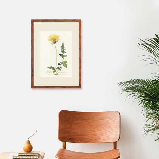 Framed Mounted Antique Botanical Art Print Poster Wall Decor Flowers Floral Dandelion Daisy Nature Leaf Plant Illustration Edwardian Elegant