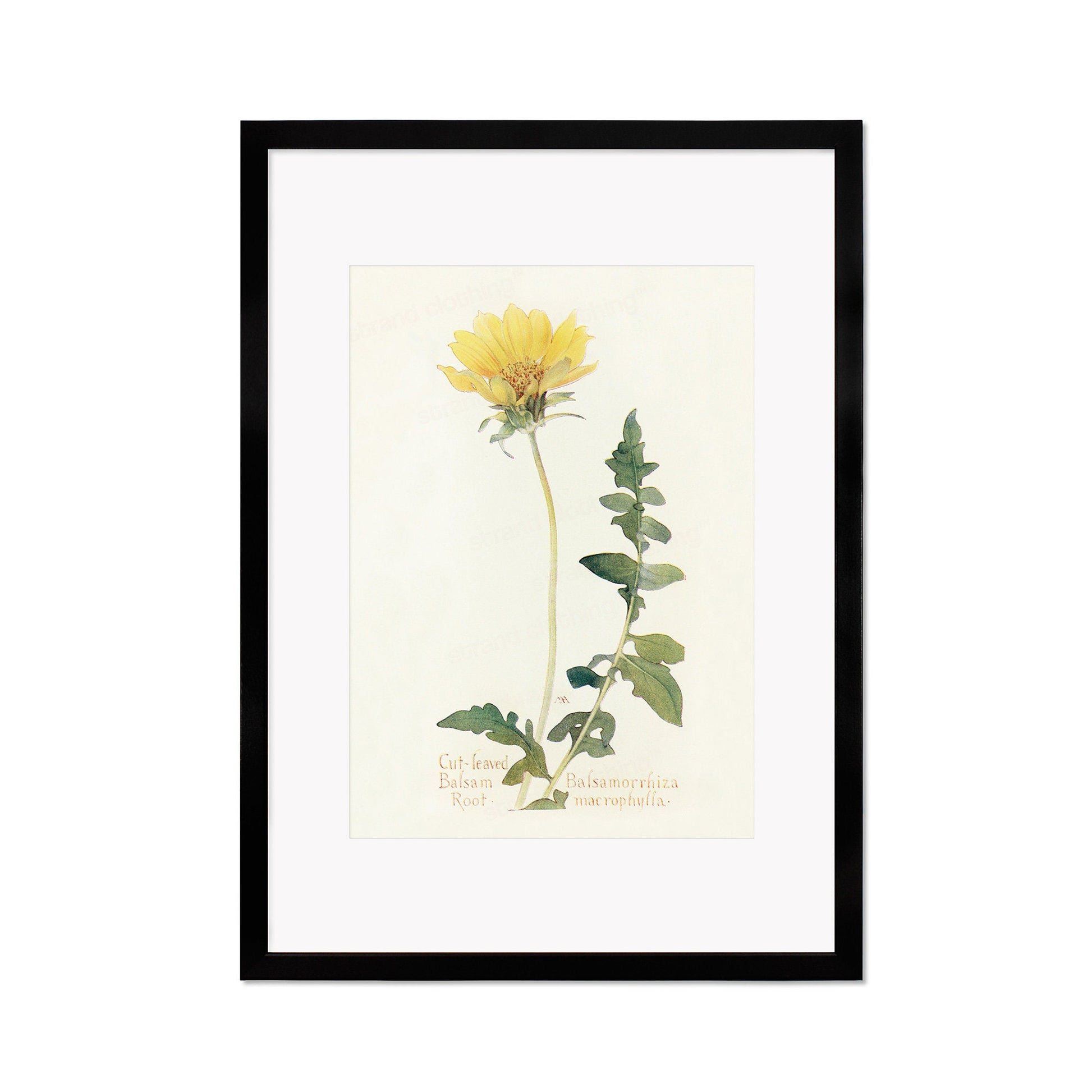 Framed Mounted Antique Botanical Art Print Poster Wall Decor Flowers Floral Dandelion Daisy Nature Leaf Plant Illustration Edwardian Elegant
