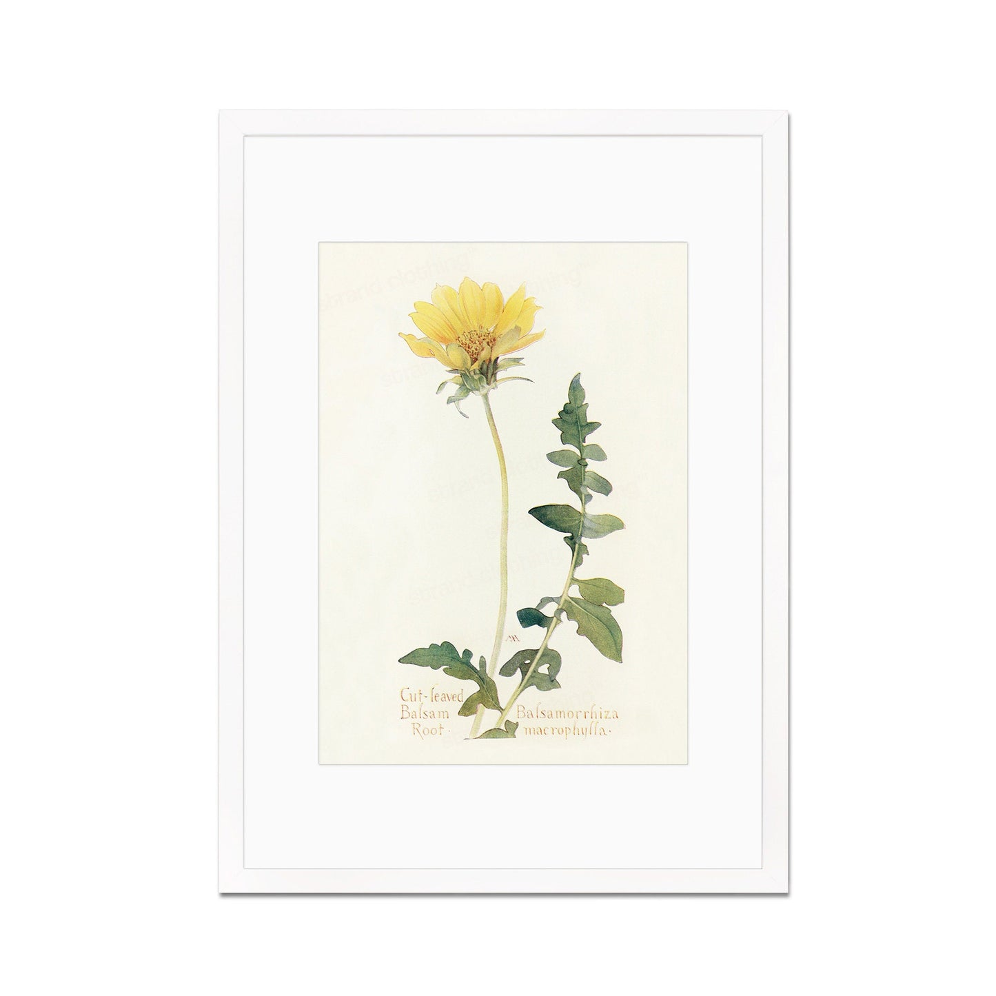 Framed Mounted Antique Botanical Art Print Poster Wall Decor Flowers Floral Dandelion Daisy Nature Leaf Plant Illustration Edwardian Elegant