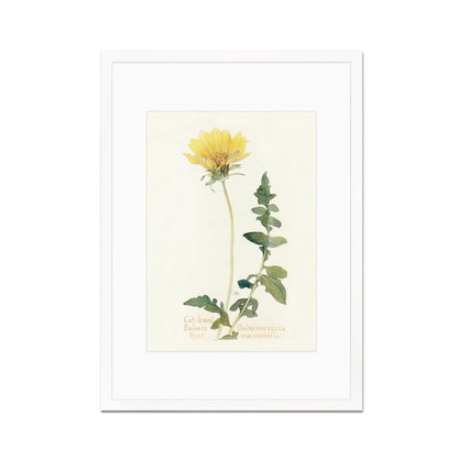 Framed Mounted Antique Botanical Art Print Poster Wall Decor Flowers Floral Dandelion Daisy Nature Leaf Plant Illustration Edwardian Elegant