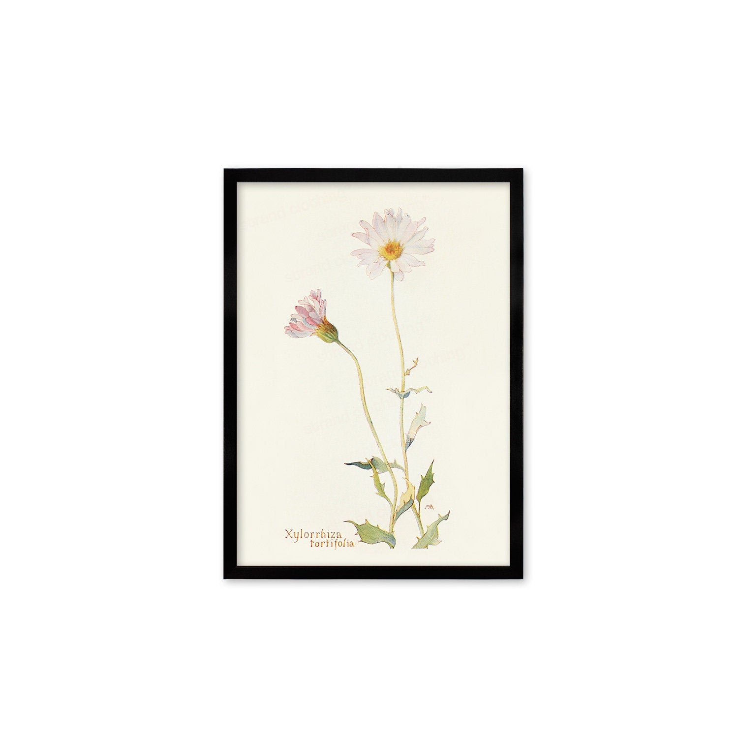 Framed Mounted Antique Botanical Art Print Poster Wall Flowers Floral Drawing Leaf Daisy Nature Leaf Plant Illustration Edwardian Elegant A2