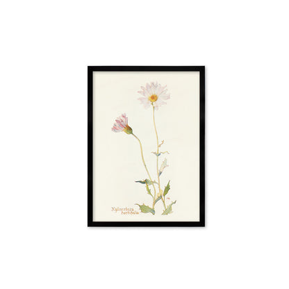 Framed Mounted Antique Botanical Art Print Poster Wall Flowers Floral Drawing Leaf Daisy Nature Leaf Plant Illustration Edwardian Elegant A2
