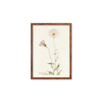 Framed Mounted Antique Botanical Art Print Poster Wall Flowers Floral Drawing Leaf Daisy Nature Leaf Plant Illustration Edwardian Elegant A2