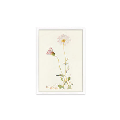 Framed Mounted Antique Botanical Art Print Poster Wall Flowers Floral Drawing Leaf Daisy Nature Leaf Plant Illustration Edwardian Elegant A2