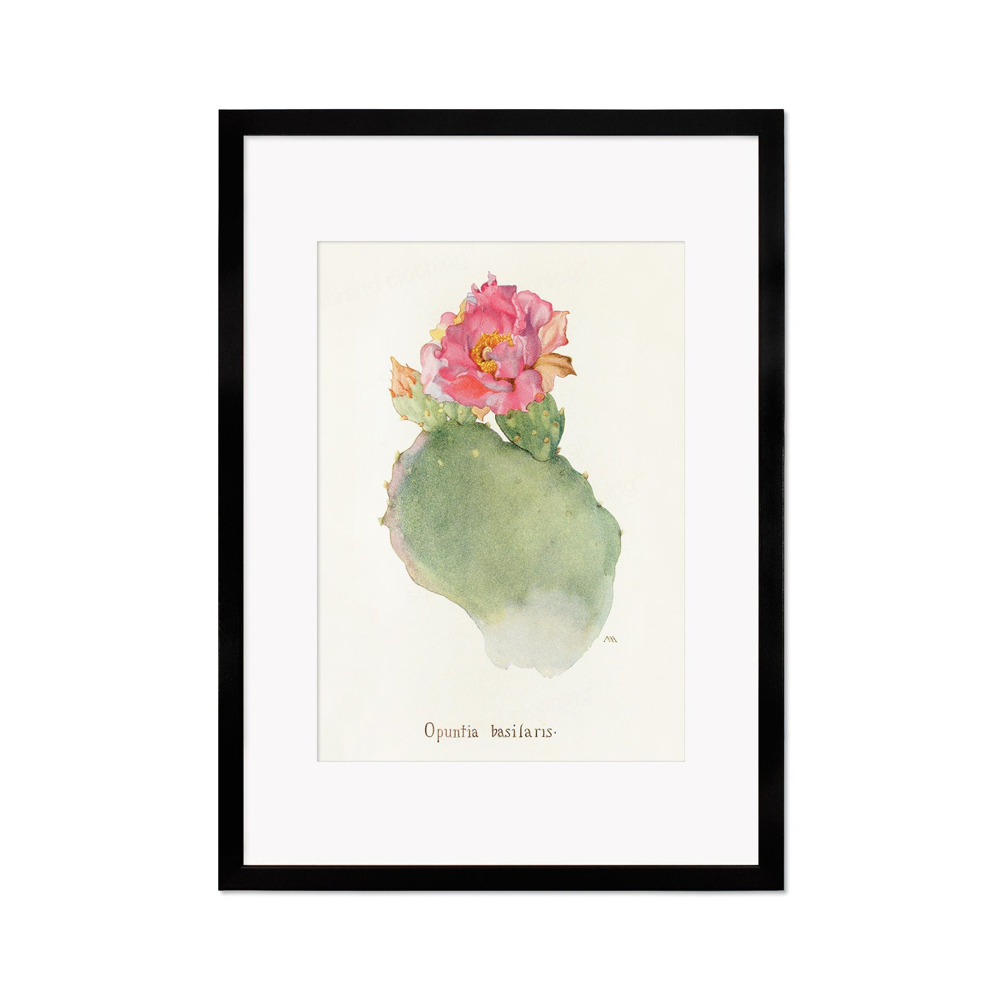 Framed Mounted Antique Botanical Art Print Poster Wall Flowers Floral Cactus Cacti Succulents Nature Leaf Plant Illustration Edwardian A2