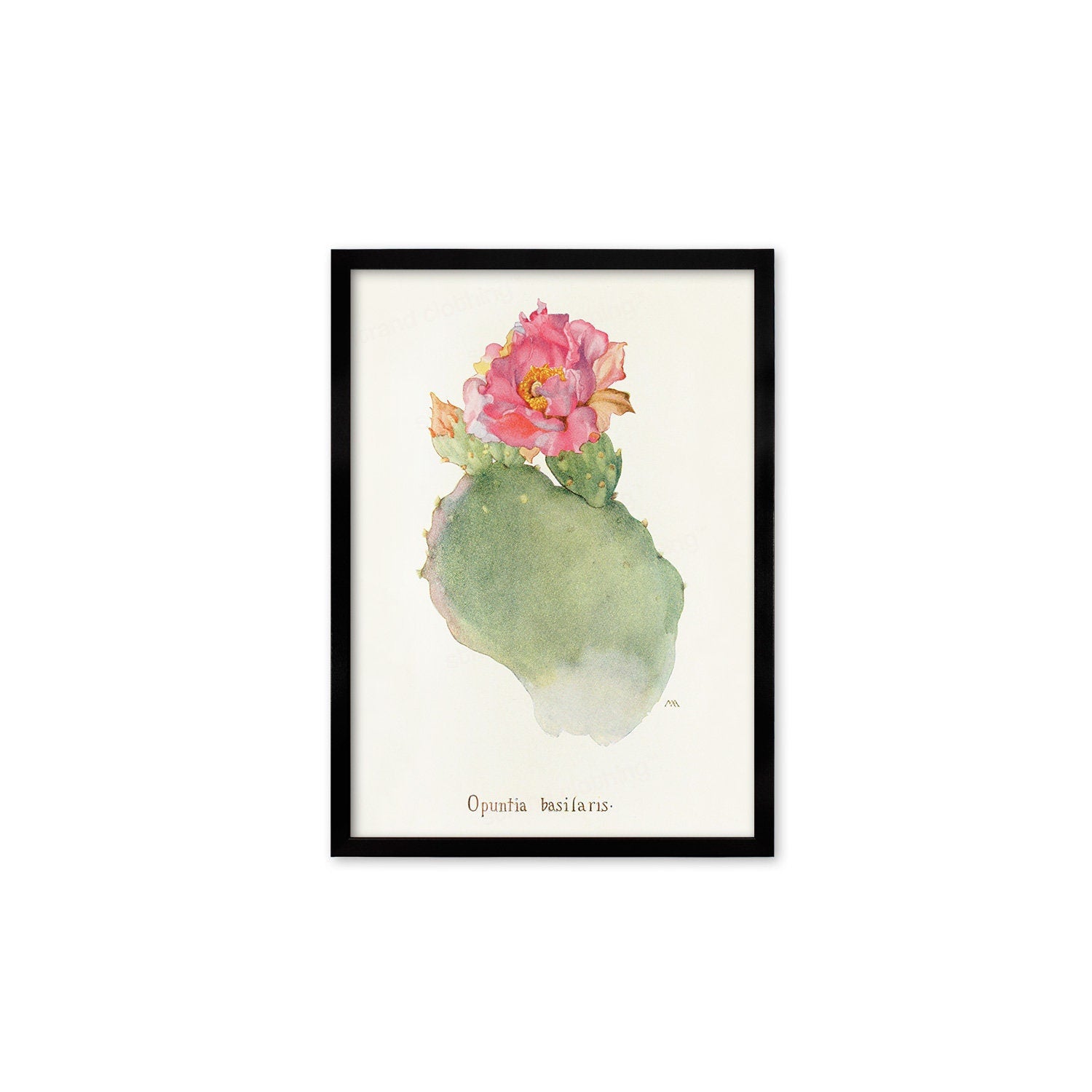 Framed Mounted Antique Botanical Art Print Poster Wall Flowers Floral Cactus Cacti Succulents Nature Leaf Plant Illustration Edwardian A2