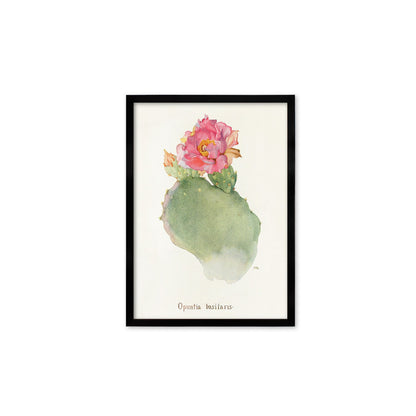 Framed Mounted Antique Botanical Art Print Poster Wall Flowers Floral Cactus Cacti Succulents Nature Leaf Plant Illustration Edwardian A2