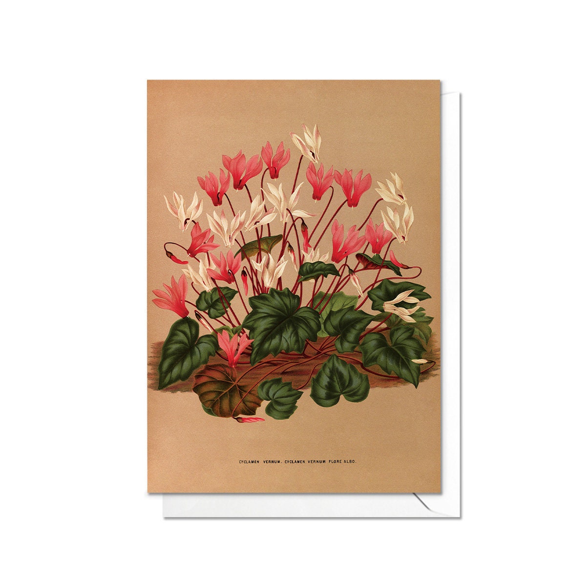 Cyclamen Antique Botanical Greeting Card Birthday Floral Art with Envelope Valentines Flowers Vintage Primula Victorian Beautiful Pretty Y61
