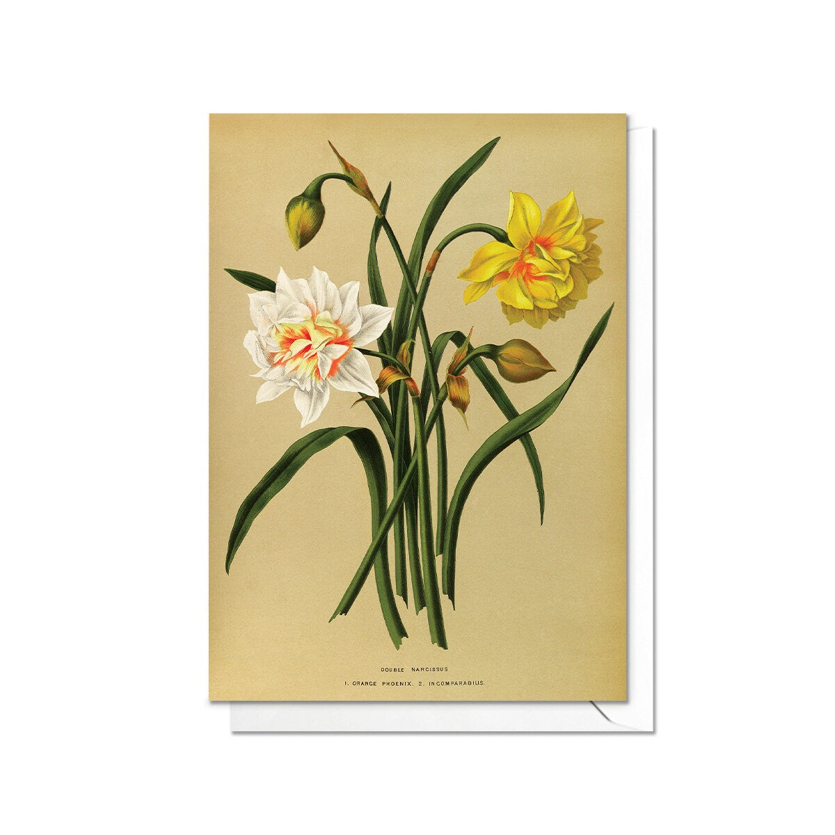 Daffodil Narcissus Antique Botanical Greeting Card Birthday Floral Art with Envelope Valentines Flowers Vintage Victorian Beautiful - D78