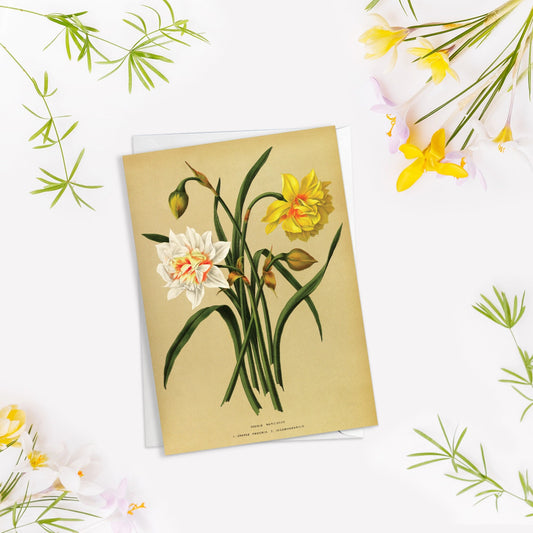 Daffodil Narcissus Antique Botanical Greeting Card Birthday Floral Art with Envelope Valentines Flowers Vintage Victorian Beautiful - D78