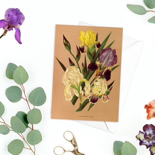 Iris Flower Antique Botanical Greeting Card Birthday Floral Art with Envelope Valentine Vintage Victorian Beautiful Arentine H Arendsen R12